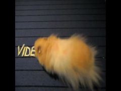 Hamsterad